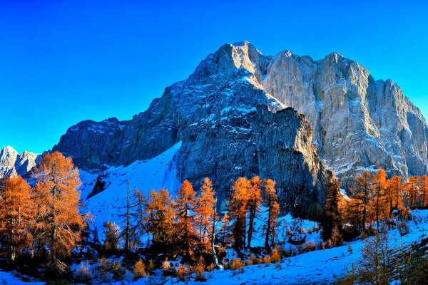 Berge im Herbst Baumkronen im Schnee