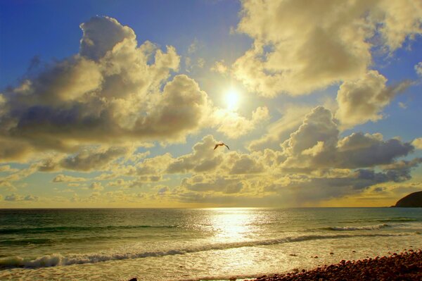 A seagull flies over the sea and a pebble beach