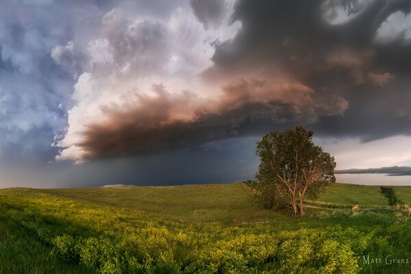 Dunkler Himmel über einem Baum im Feld