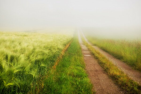 Sommernebel auf dem Feld