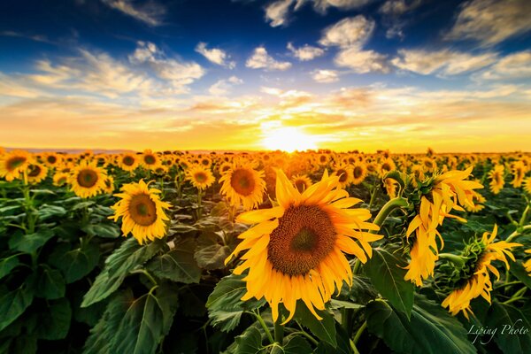 A lot of sunflowers in the field at sunset