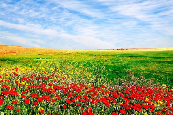 Feld mit Blumen auf einem Hintergrund von Wolken