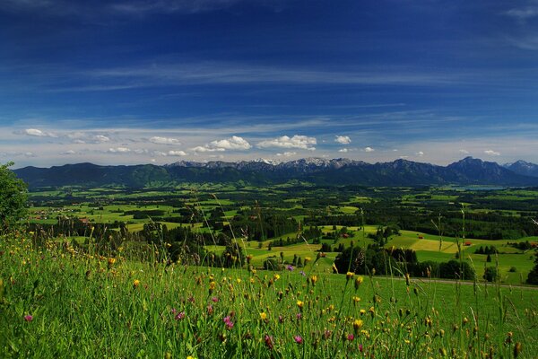 Campo de flores. Montañas en el horizonte