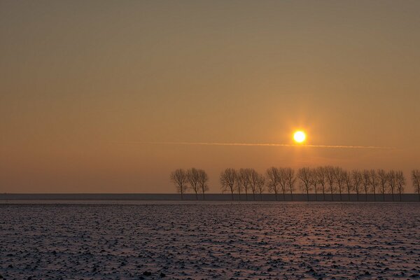 Entfernte Bäume im Feld bei Sonnenuntergang