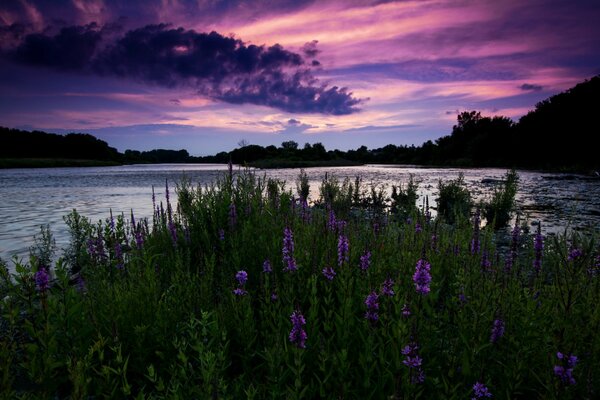 Modesti fiori selvatici nella valle del fiume in Ontario