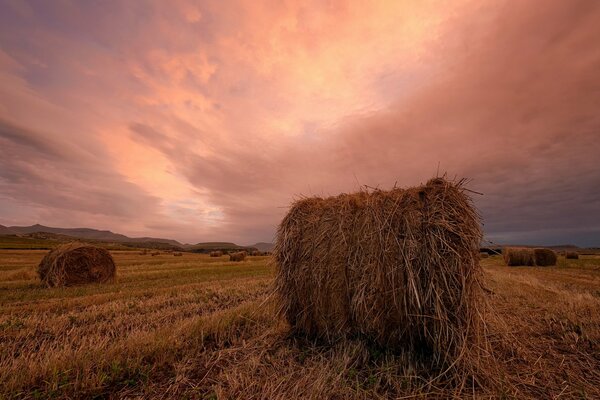 Foto nach der Ernte