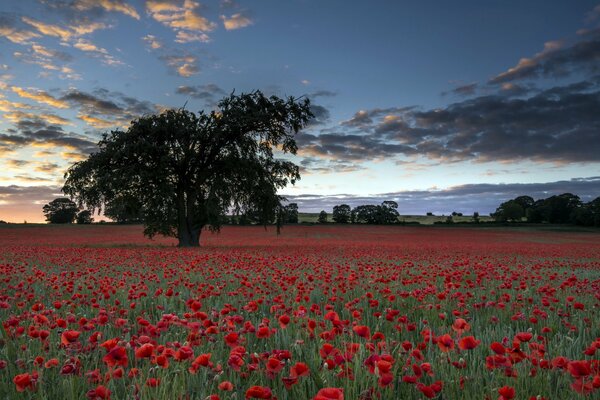 A spreading tree in a poppy field