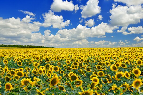 Sunflower on a field with blue sky and clouds