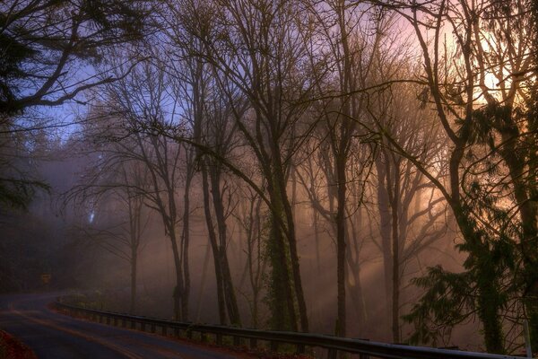 Droga przez las we mgle