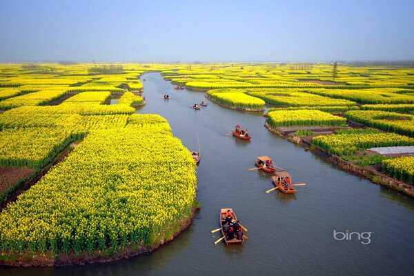 Champs de fleurs sur le canal