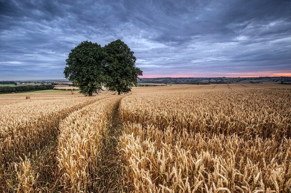 Two trees in the middle of a wheat field