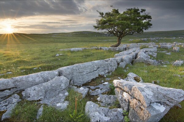 Green fields, wood and stones at sunset