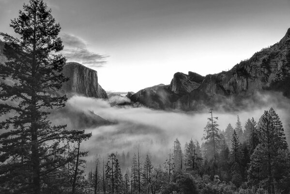 Natura forestale della California nell immagine BH