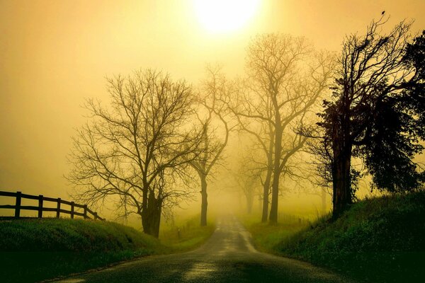 Belle photo de la nature dans le brouillard du matin