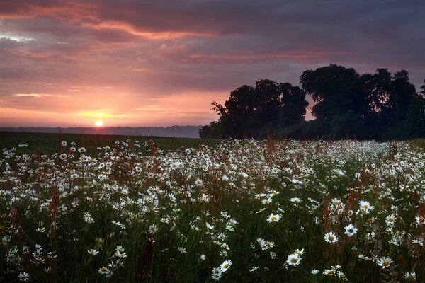 Summer evening landscape 