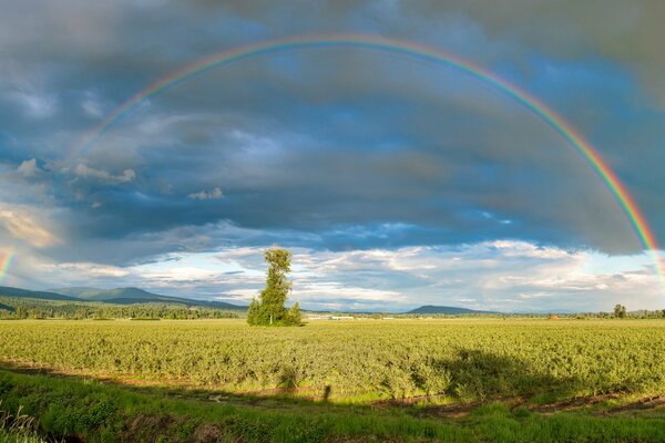 Regenbogen über dem grünen Feld im Sommer