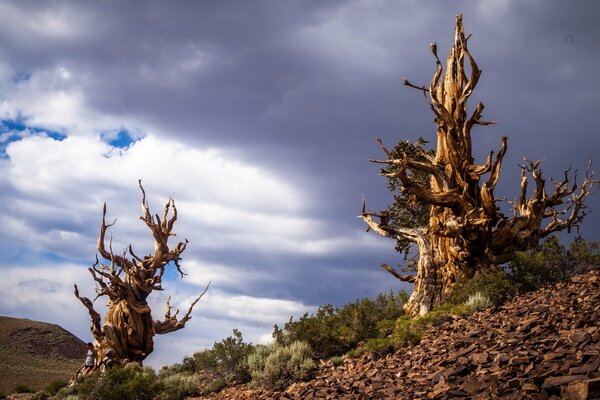 Árboles calvos en California y el cielo