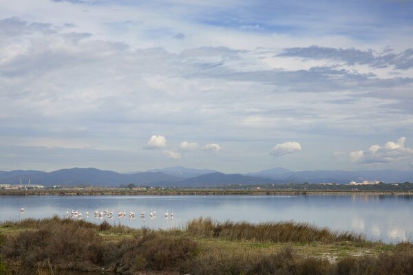 Flamingos am See beobachten