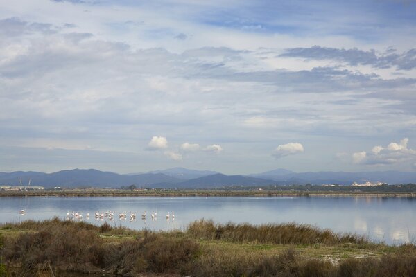 Watching flamingos on the lake