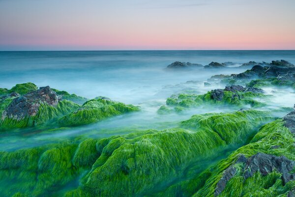 Rocce oceaniche coperte di alghe all alba