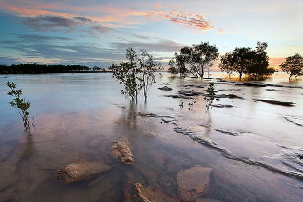 Breath of trees nature landscape