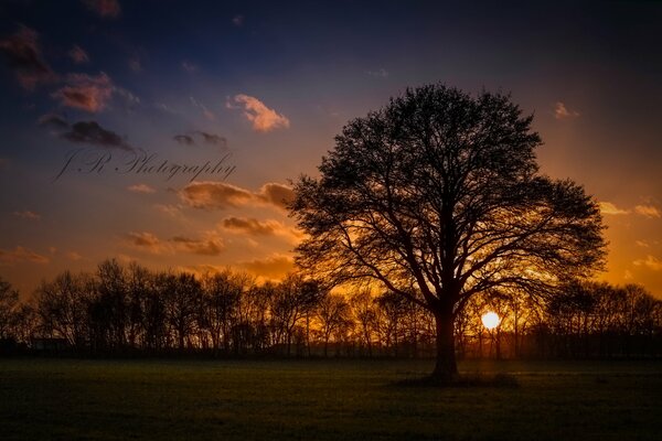 Silhouette eines Baumes auf Sonnenuntergang Hintergrund