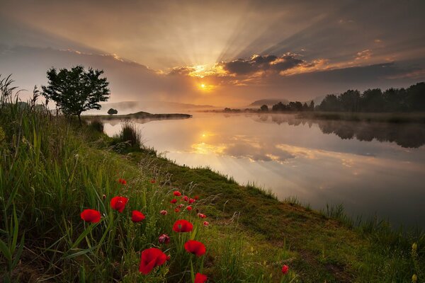 Rote Mohnblumen auf Sonnenuntergang Hintergrund