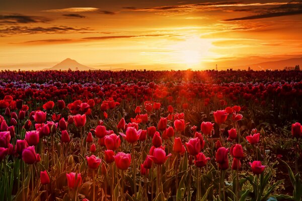 Tulipes dans le champ au coucher du soleil