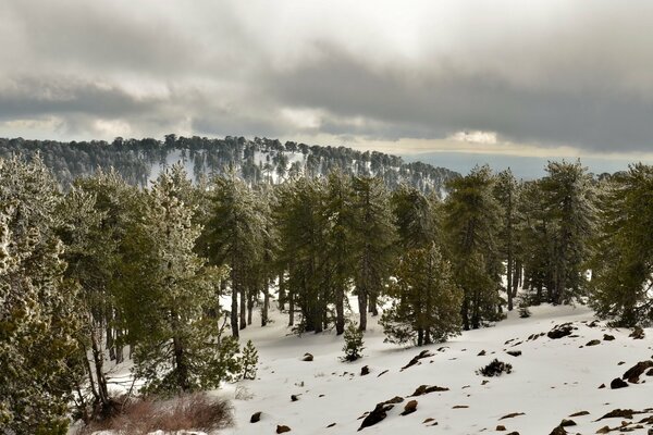 Slender fir trees on the snow-covered ground