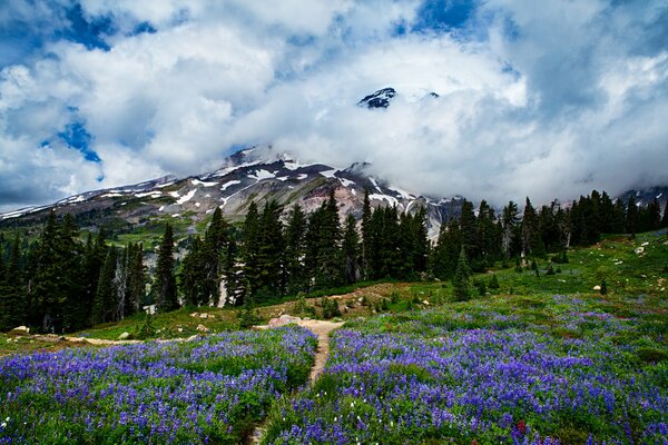A Mount Rainier, fiori in un prato, foresta visibile