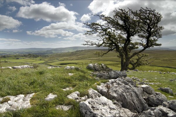 Un árbol solitario contra un paisaje de piedra