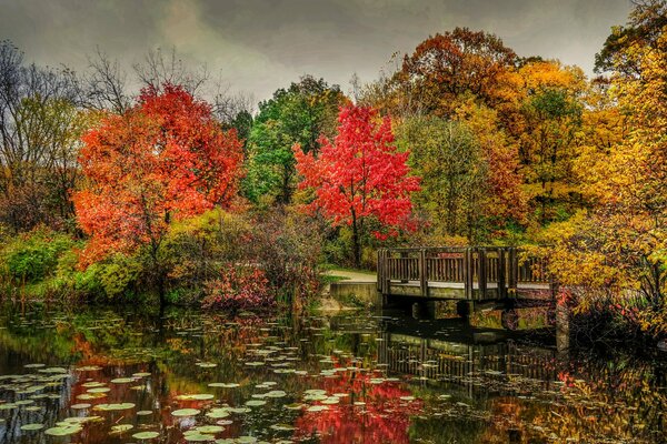 Autumn nature trees pond