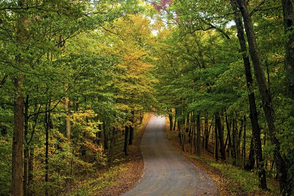 Autostraße durch den Herbstwald