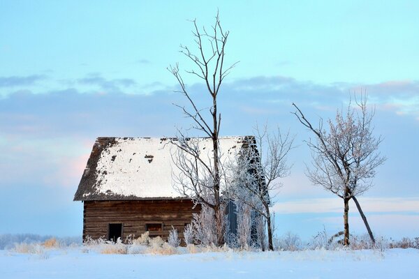 Trees and a small house in the snow