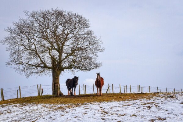 Caballos de invierno en un campo cerca de un árbol