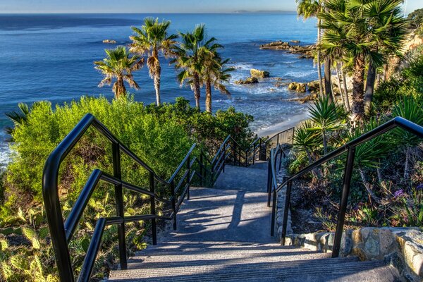 Escalier vers la côte de la mer parmi les palmiers