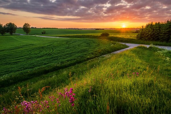 Красивый пейзаж поля с летним закатом