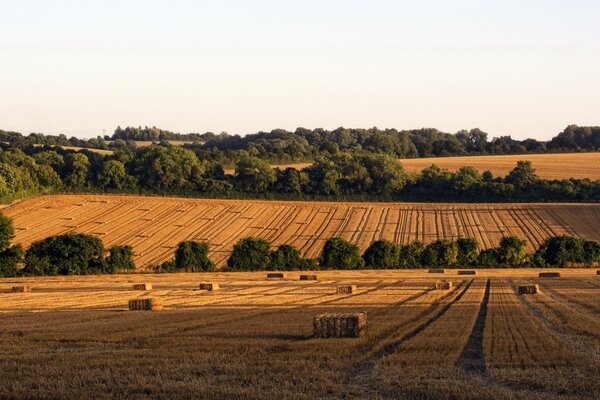 Gavillas en los campos de Hampshire de Inglaterra