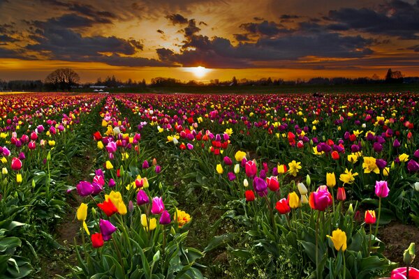 Der Sonnenuntergang, das Feld, die Blumen werden sehr schön erscheinen