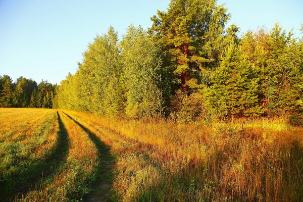 Дорога через поле в лес