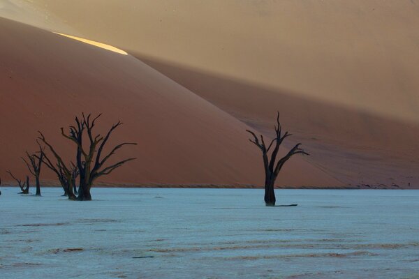 Sabbia rossa e alberi nel deserto