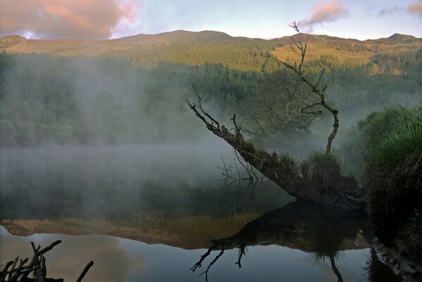 Bosque sobre el río y niebla debajo de la montaña