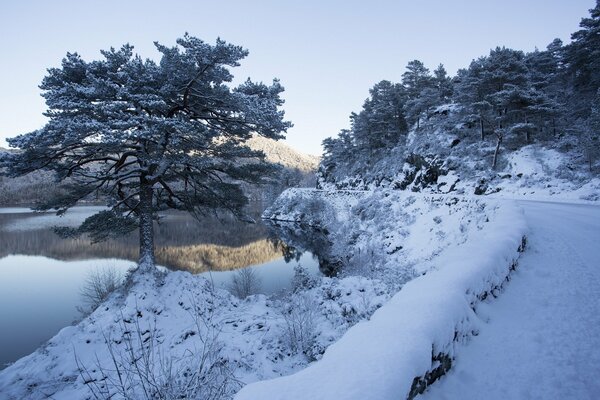 Hiver froid renard solitaire