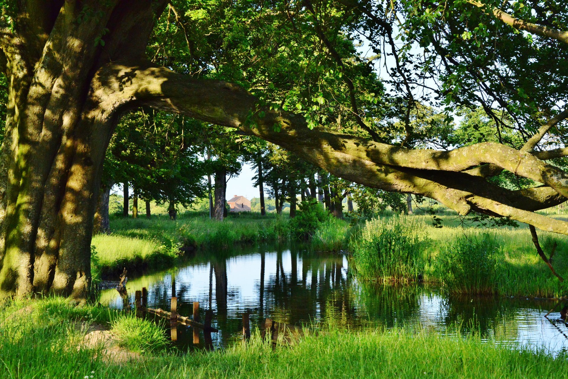 fiume sponde erba passerella alberi fogliame sole