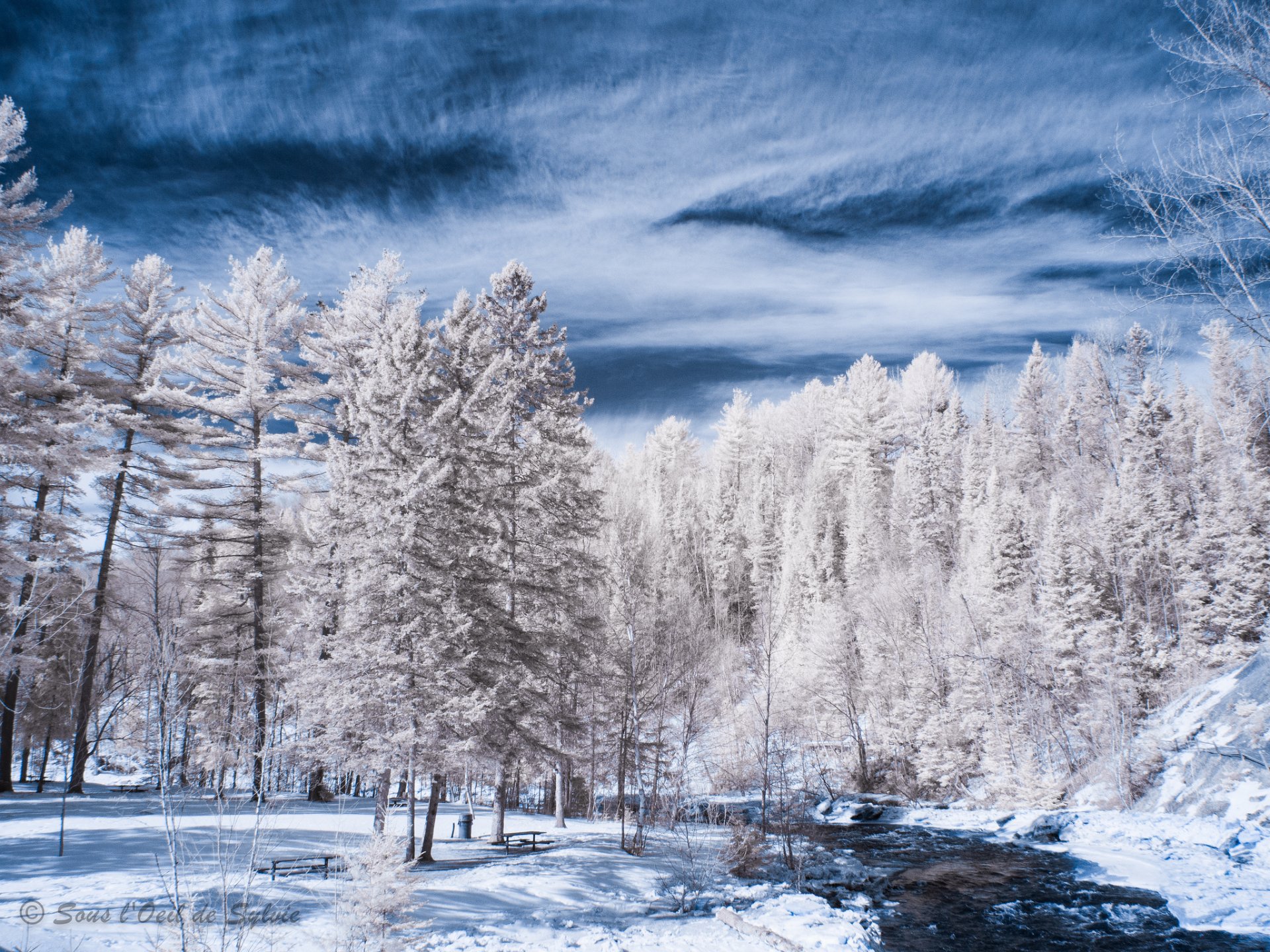 winter river snow tree