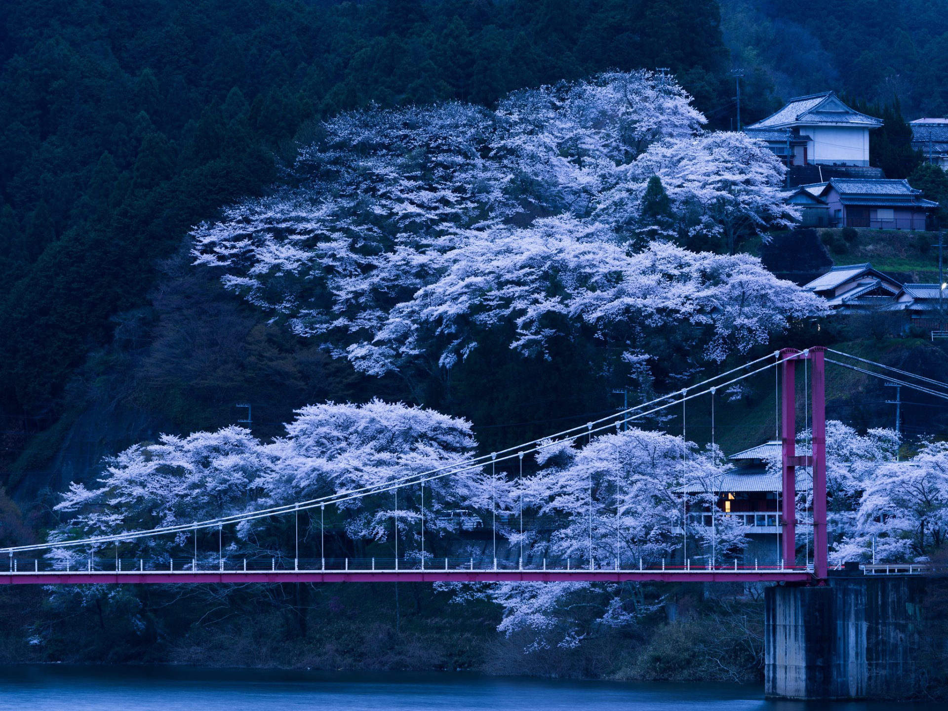 japon pont arbres pente printemps floraison sakura soirée