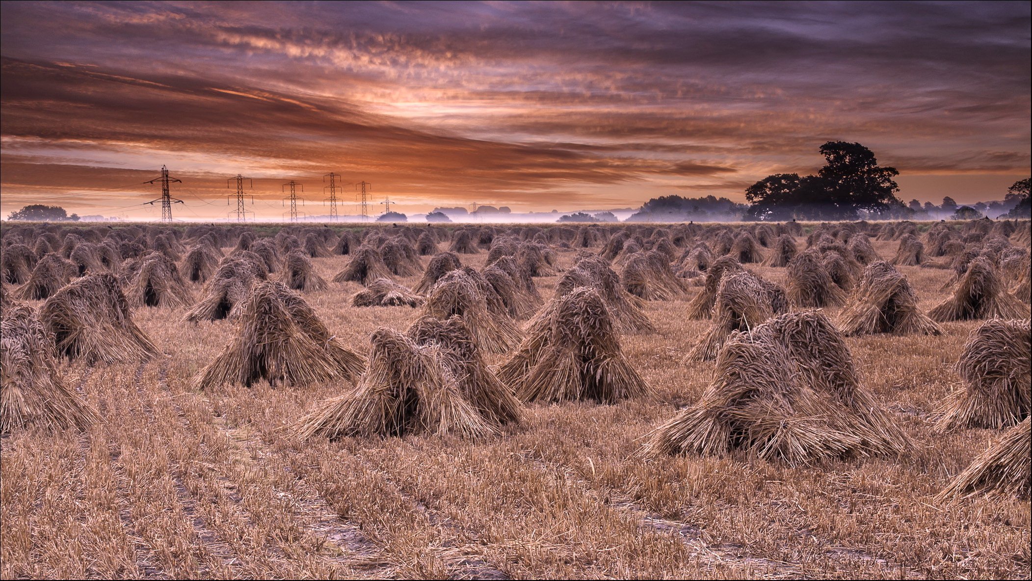 the field hay landscape