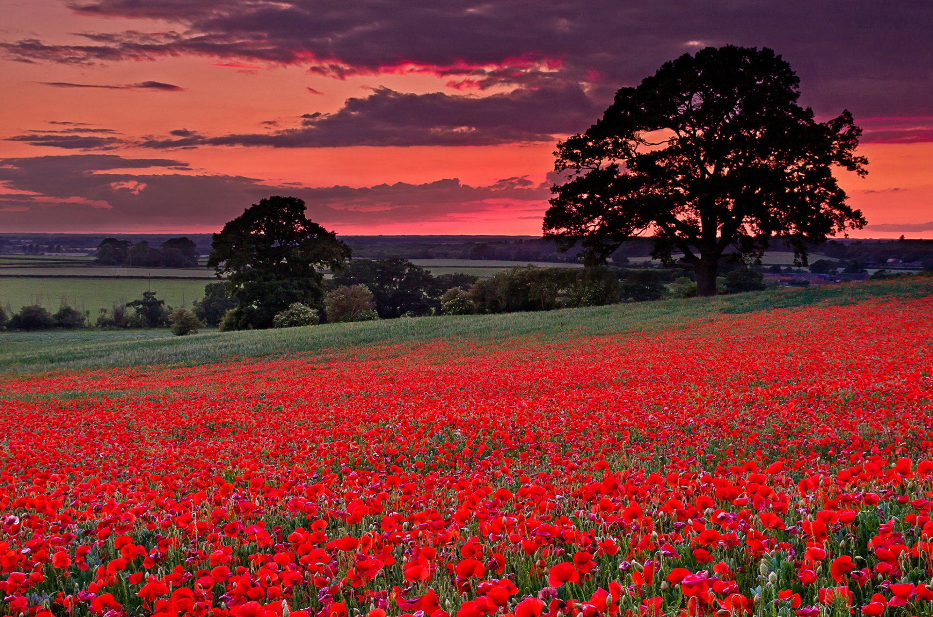 italia cielo nuvole bagliore colline campo prato fiori papaveri alberi