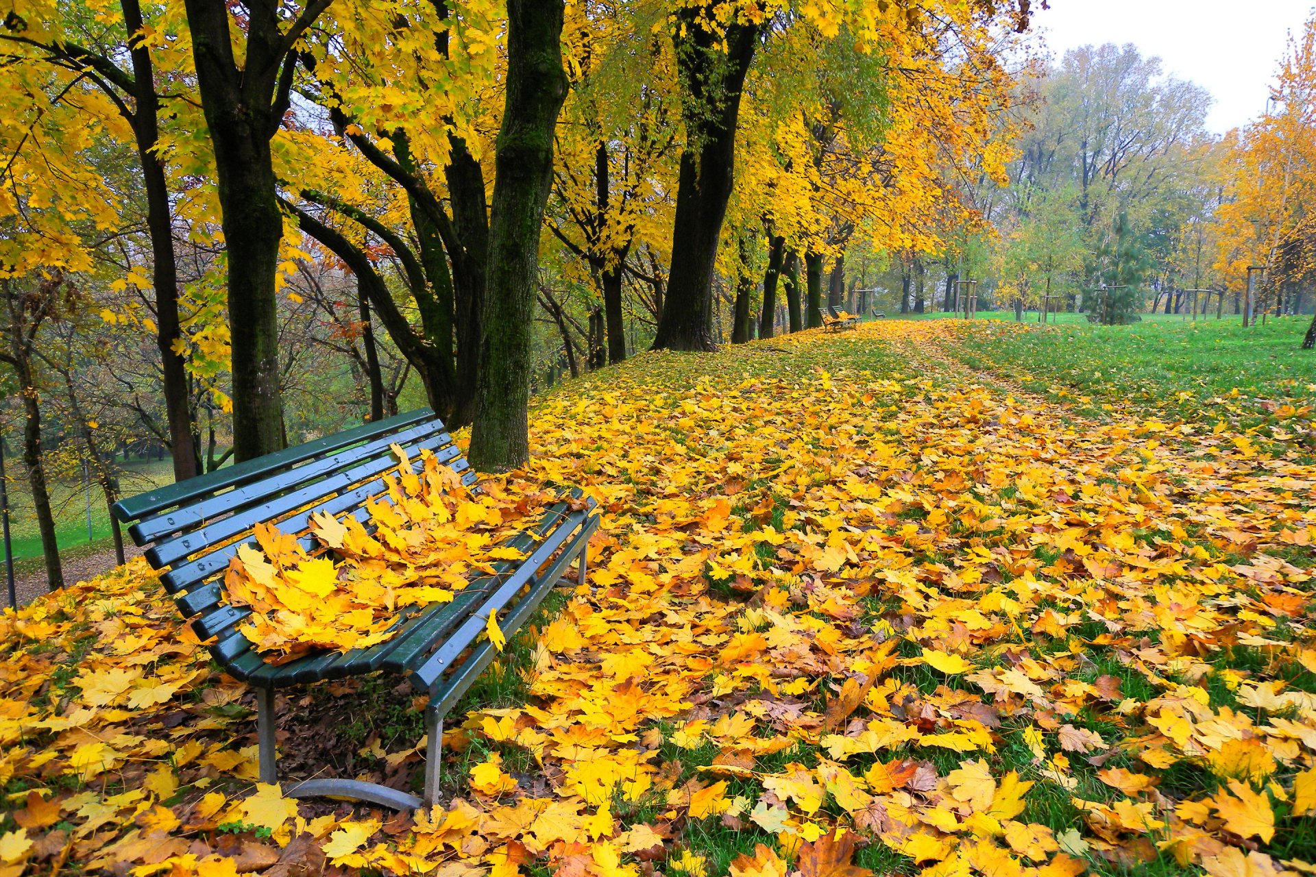 park drzewa aleja liście jesień ławka