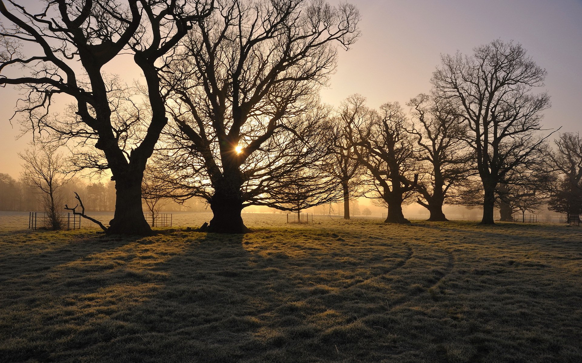 matin champ arbres